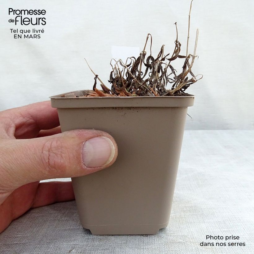 Nepeta nervosa - Menta de gato Maceta de 8/9 cm Ejemplar entregado en invierno