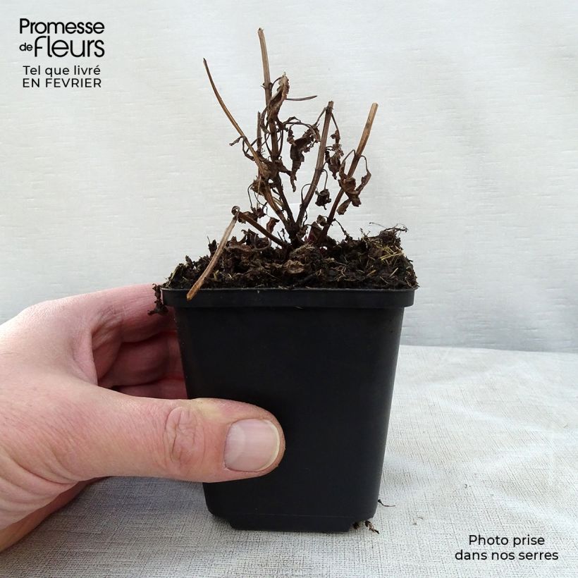 Nepeta nervosa Neptune Maceta de 8/9 cm Ejemplar entregado en invierno