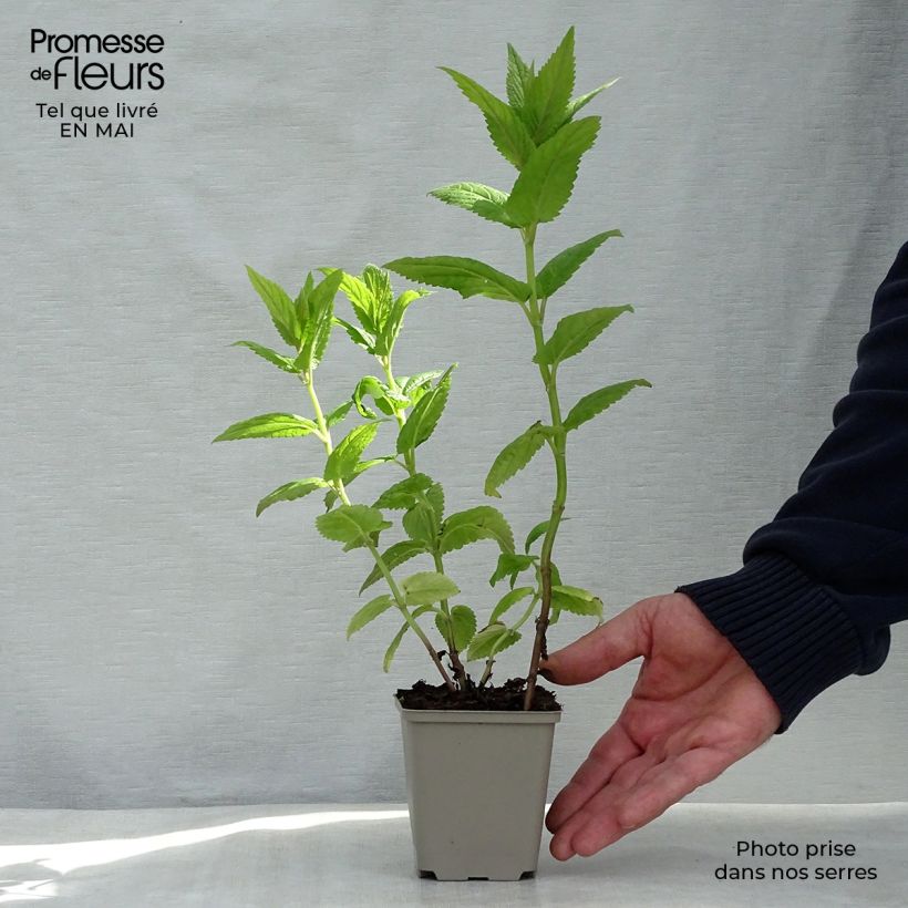 Nepeta nervosa Neptune Maceta de 8/9 cm Ejemplar entregado en la primavera