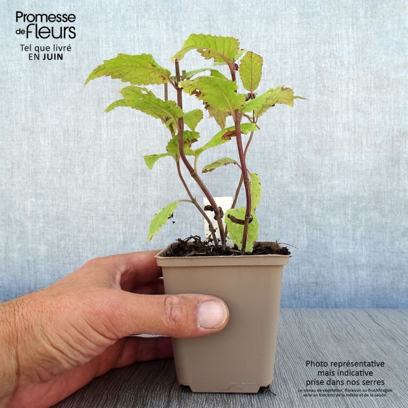 Ejemplar de Nepeta nervosa Neptune Maceta de 8/9 cm entregado en verano