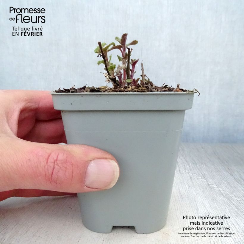Nepeta racemosa Grog Maceta de 8/9 cm Ejemplar entregado en invierno