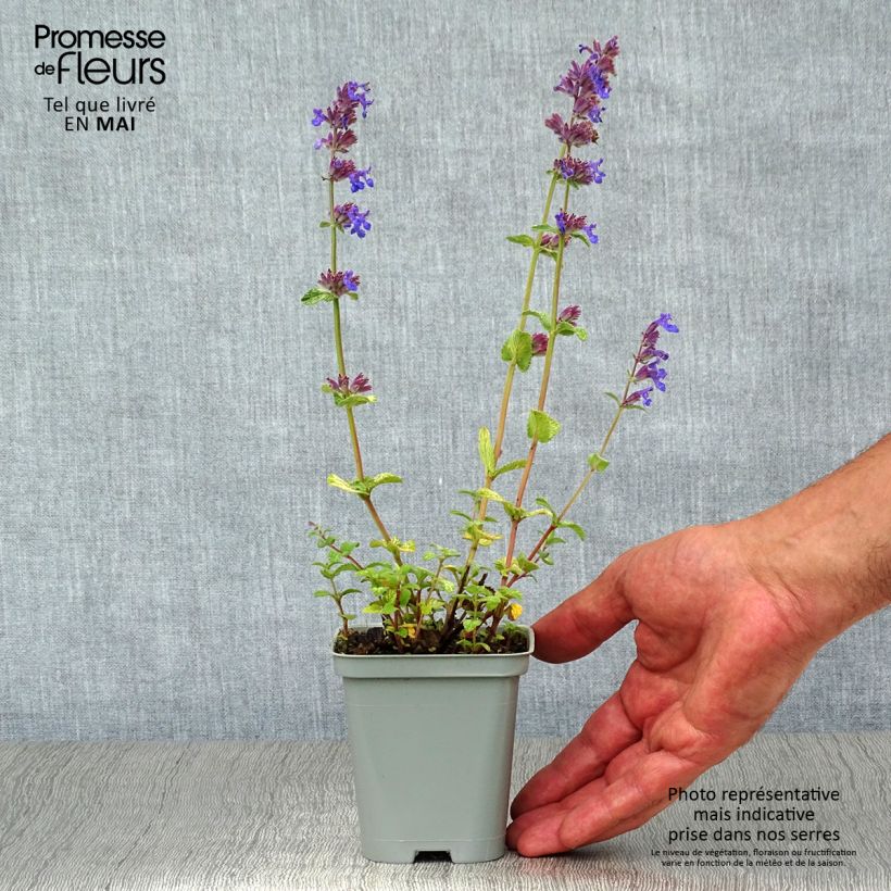 Nepeta racemosa Grog Maceta de 8/9 cm Ejemplar entregado en la primavera