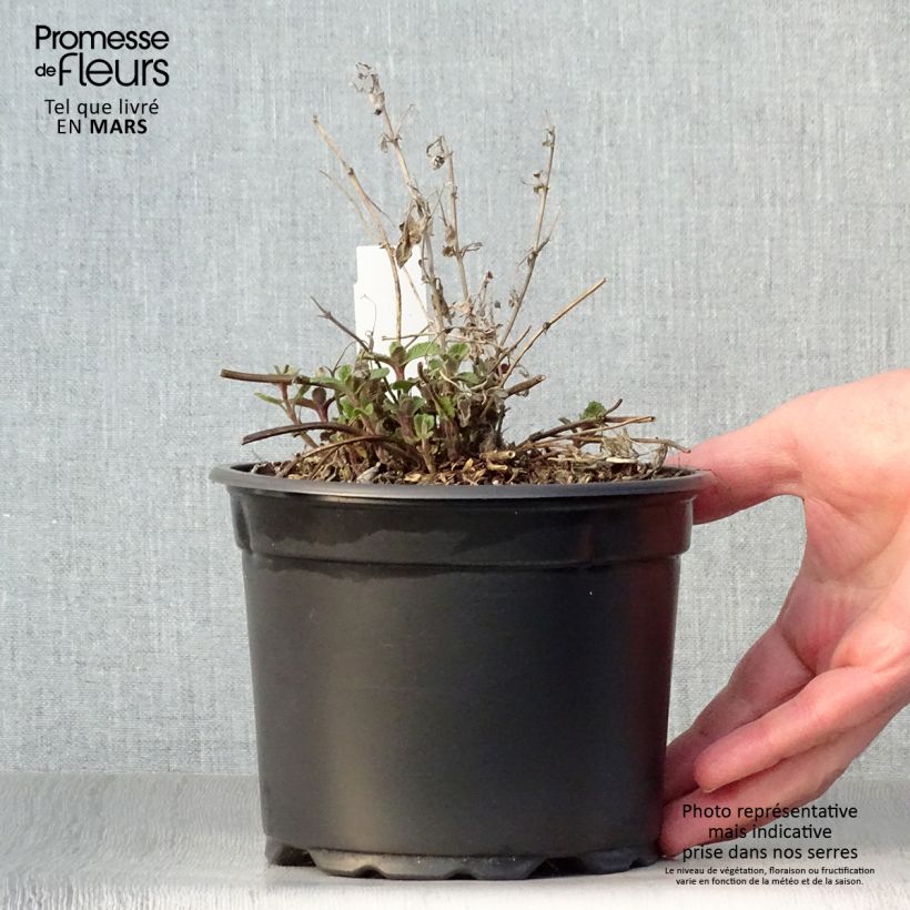 Nepeta racemosa Grog Maceta 2L/3L Ejemplar entregado en la primavera