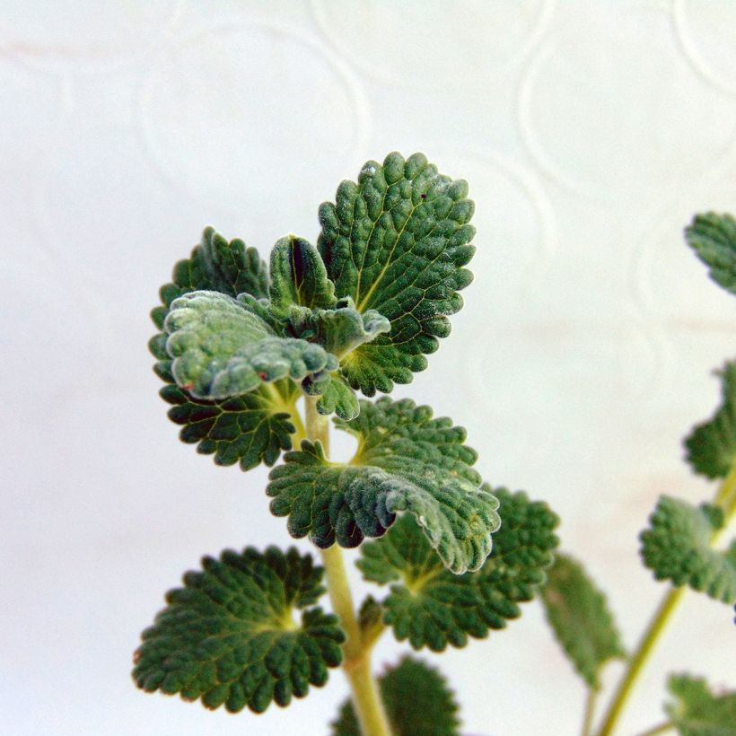 Nepeta racemosa Snowflake (Follaje)