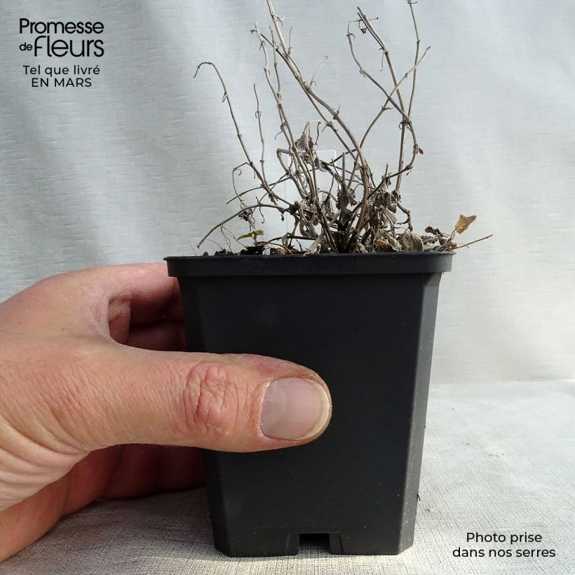 Nepeta racemosa Snowflake Maceta de 8/9 cm Ejemplar entregado en invierno