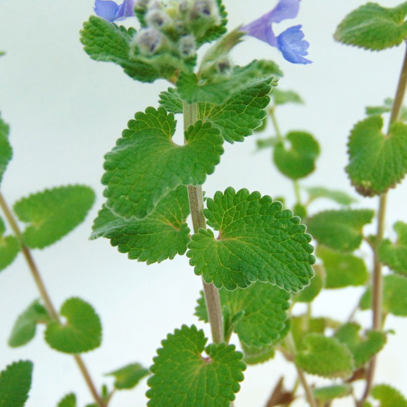 Nepeta racemosa Superba (Follaje)