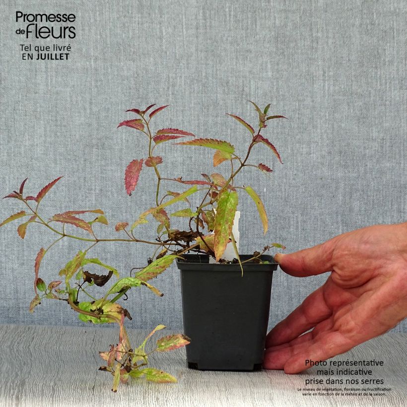 Ejemplar de Nepeta sibirica Souvenir d Andre Chaudron Maceta de 8/9 cm entregado en verano