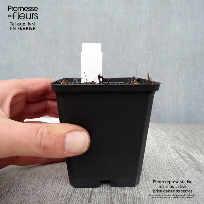 Nepeta sibirica Souvenir d Andre Chaudron Maceta de 8/9 cm Ejemplar entregado en invierno