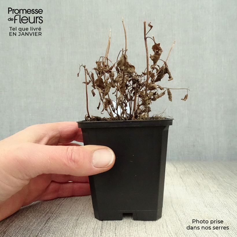 Nepeta subsessilis Maceta de 8/9 cm Ejemplar entregado en invierno