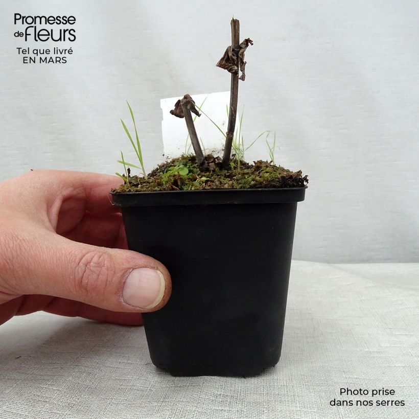 Nepeta subsessilis Laufen Maceta de 8/9 cm Ejemplar entregado en la primavera