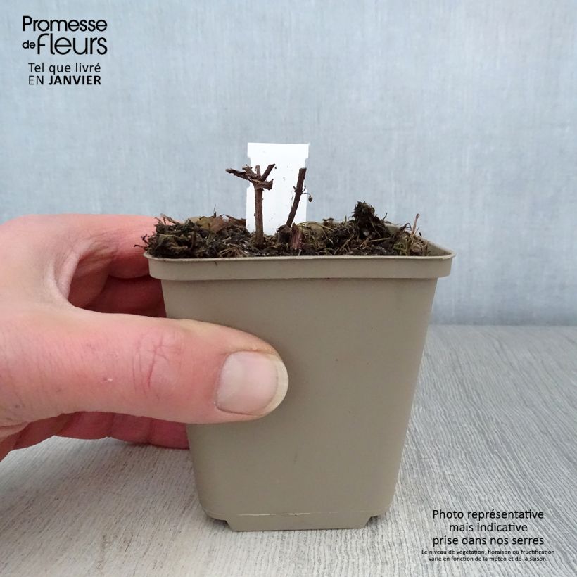 Nepeta subsessilis Laufen Maceta de 8/9 cm Ejemplar entregado en invierno