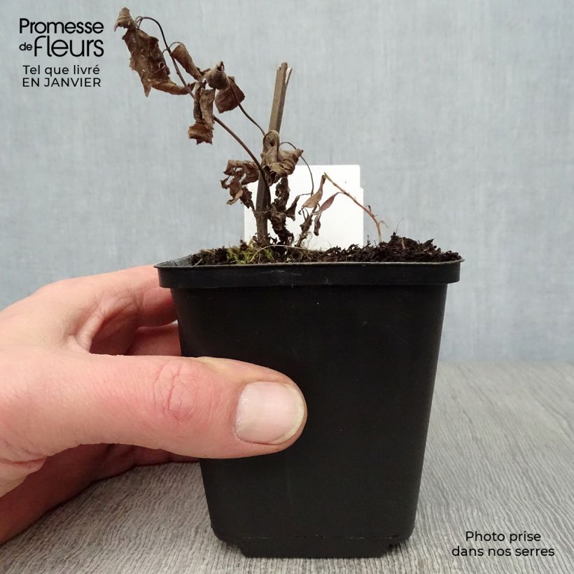 Nepeta subsessilis Sweet Dreams Maceta de 8/9 cm Ejemplar entregado en invierno