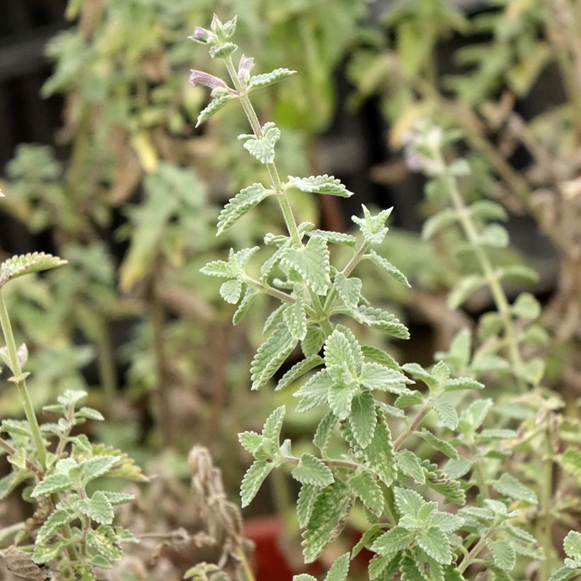 Nepeta faassenii Dropmore (Follaje)