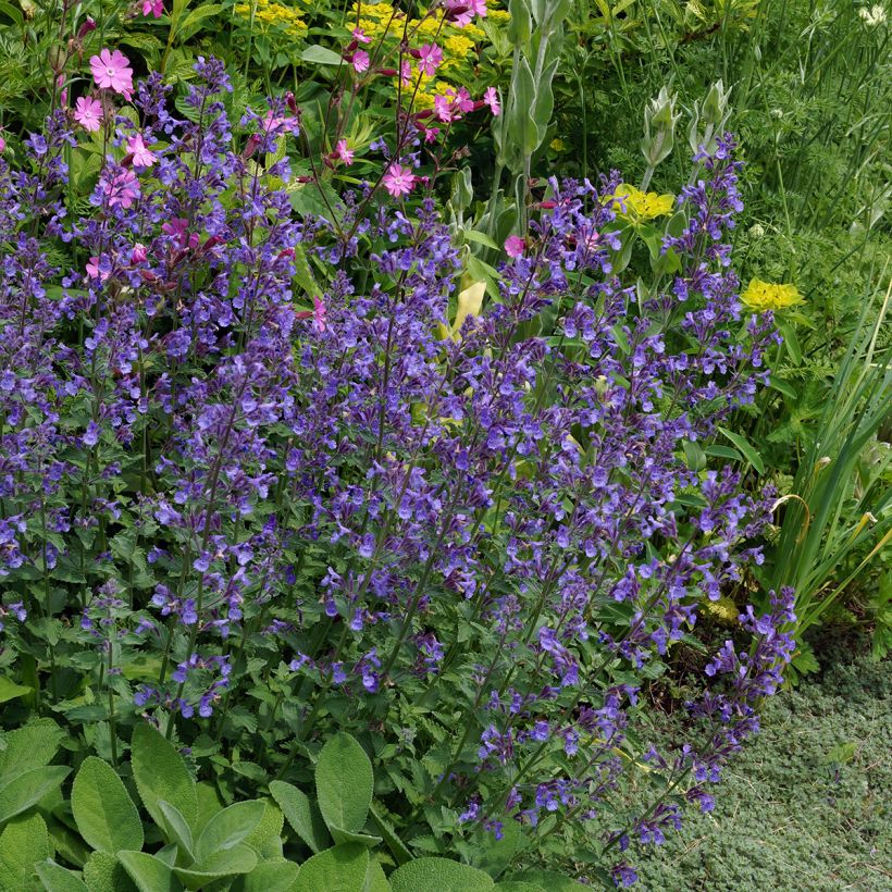 Nepeta faassenii Junior Walker (Porte)