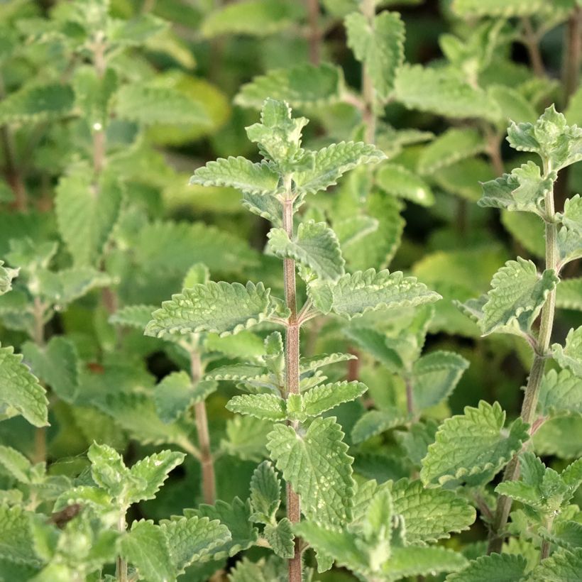 Nepeta faassenii Walker's Low (Follaje)