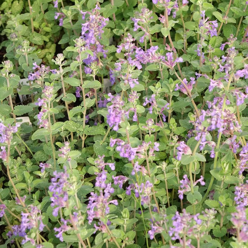 Nepeta faassenii Walker's Low (Floración)