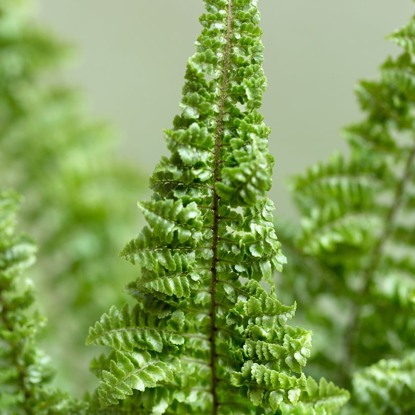 Helecho de boston Cotton Candy - Nephrolepis exaltata (Follaje)