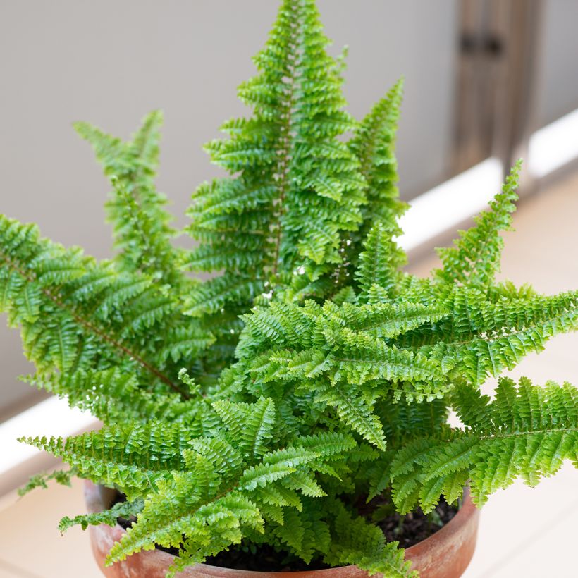Helecho de boston Cotton Candy - Nephrolepis exaltata (Porte)