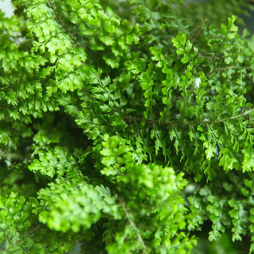 Helecho de boston Fluffy Ruffle - Nephrolepis exaltata (Follaje)