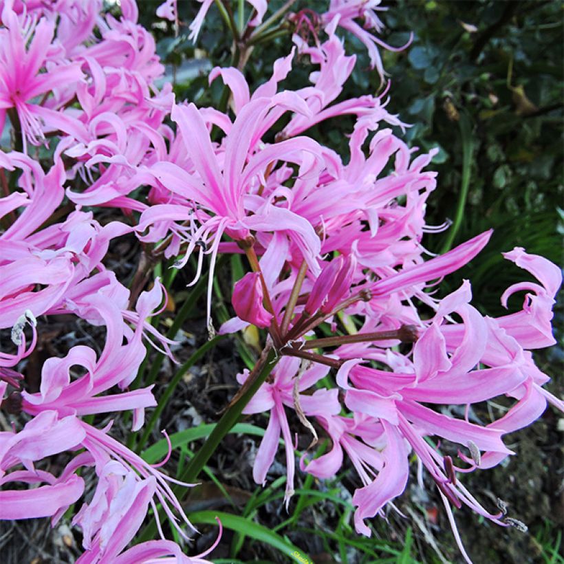 Nerine bowdenii (Floración)