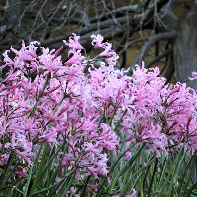 Nerine bowdenii (Porte)