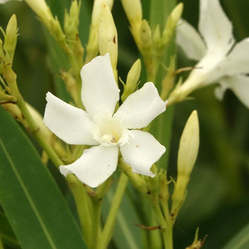 Adelfa blanca- Nerium oleander White (Floración)