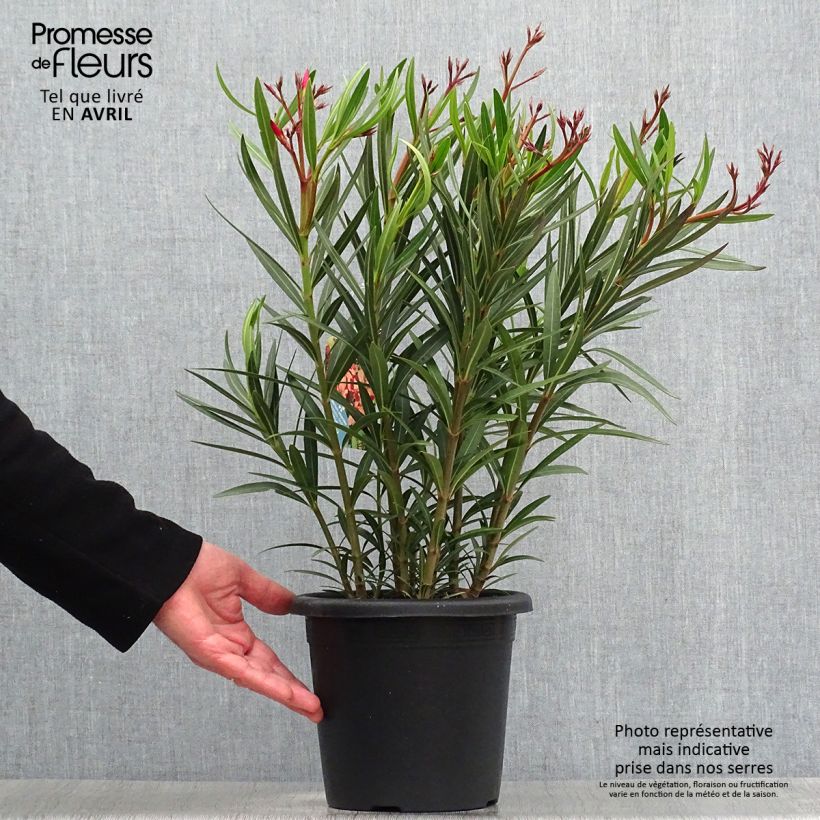 Adlefa - Nerium oleander Soleil Levant Maceta 3L/4L, Formación arbustiva Ejemplar entregado en la primavera