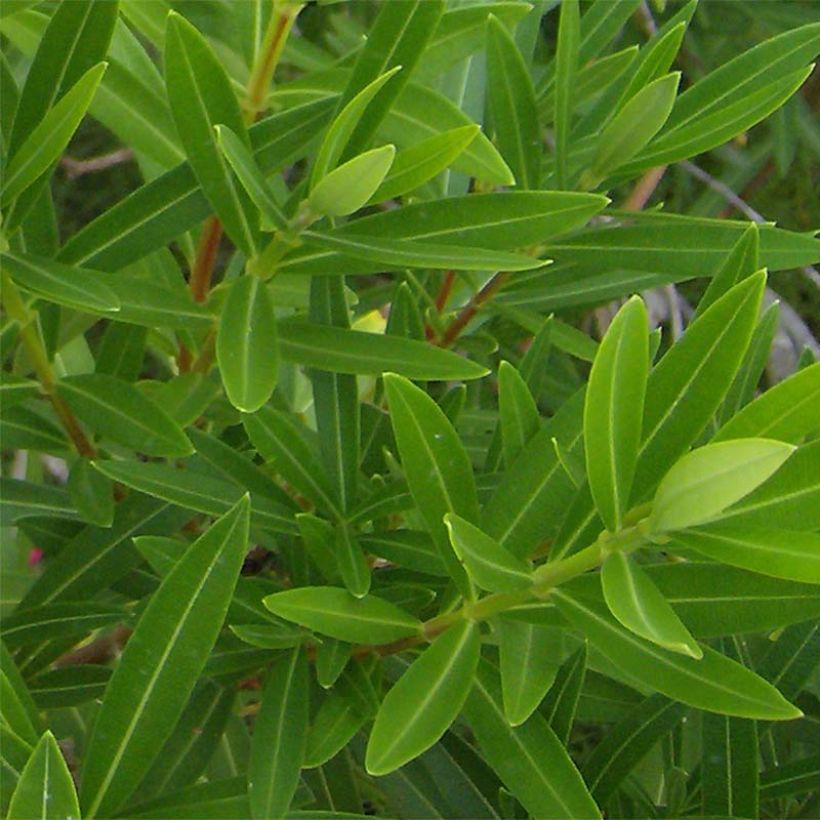 Adelfa rosa - Nerium oleander (Follaje)