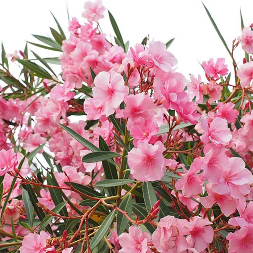 Adelfa rosa - Nerium oleander (Floración)