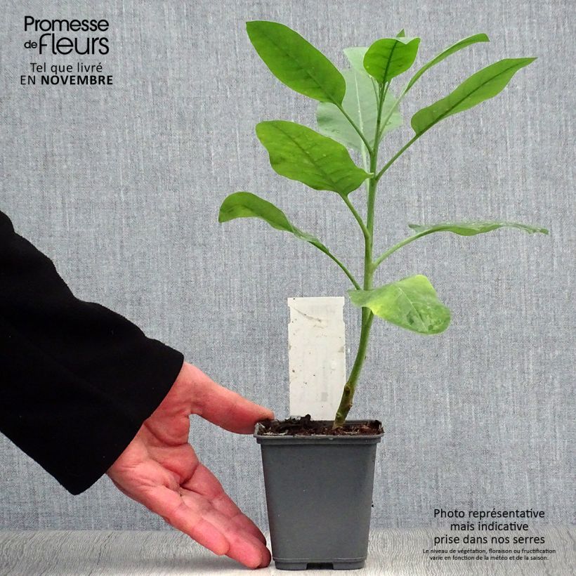 Ejemplar de Nicotiana glauca - Tabaco ornamental Maceta de 8/9 cm entregado en otoño