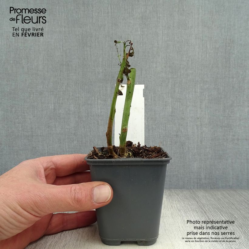 Nicotiana glauca - Tabaco ornamental Maceta de 8/9 cm Ejemplar entregado en invierno