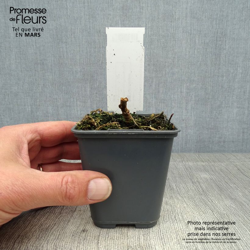 Nicotiana glauca - Tabaco ornamental Maceta de 8/9 cm Ejemplar entregado en la primavera