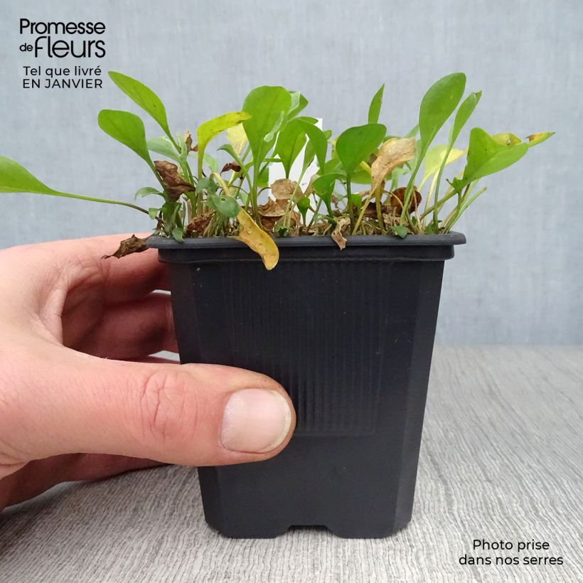 Nierembergia repens Maceta de 8/9 cm Ejemplar entregado en invierno