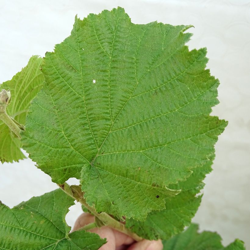 Avellano de Lambert Géant de Halle - Corylus maxima (Follaje)