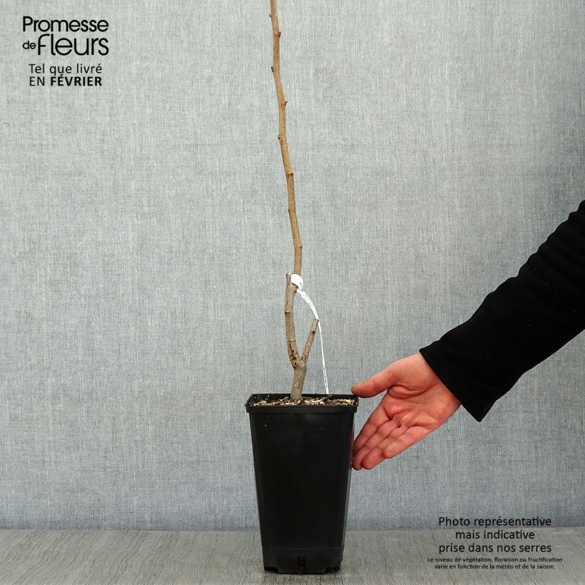 Avellana Longue d'Espagne Maceta 3L/4L, Formación arbustiva Ejemplar entregado en invierno