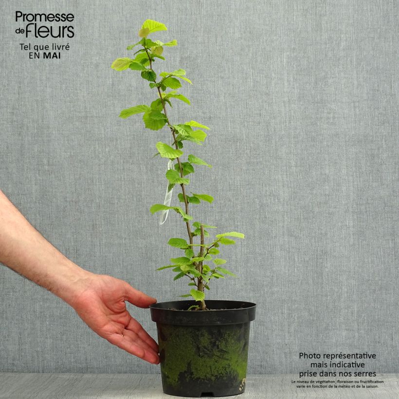 Avellana - Corylus avellana Maceta 2L/3L Ejemplar entregado en la primavera