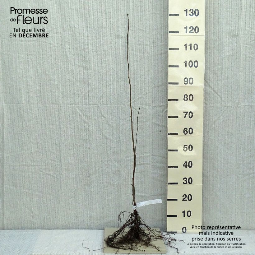 Avellana - Corylus avellana Raíces desnudas Ejemplar entregado en invierno