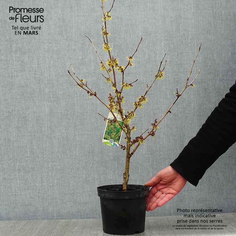 Hamamelis intermedia Westerstede Maceta 3L/4L Ejemplar entregado en invierno