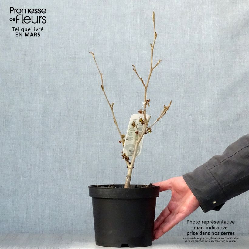 Hamamelis intermedia Westerstede Maceta 3L/4L Ejemplar entregado en la primavera