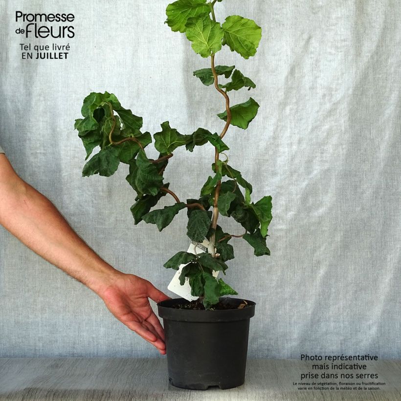 Ejemplar de Corylus avellana Contorta - Avellana Maceta 3L/4L entregado en verano