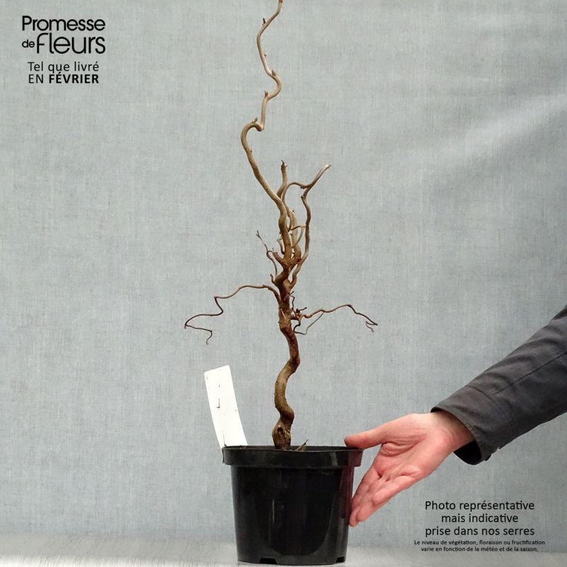Corylus avellana Contorta - Avellana Maceta 3L/4L Ejemplar entregado en invierno