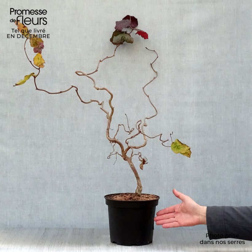 Corylus avellana Red Majestic - Avellana Maceta 3L/4L Ejemplar entregado en invierno