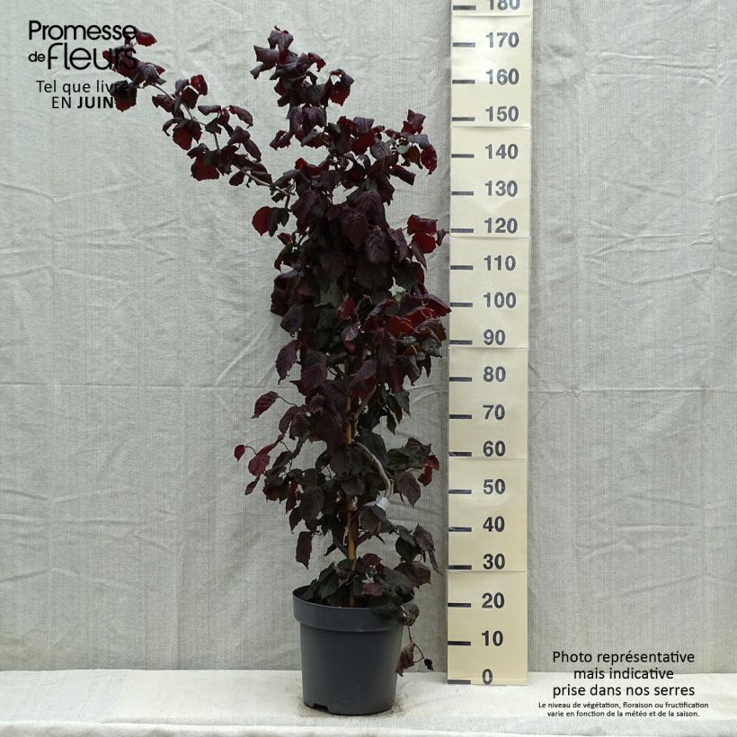 Corylus avellana Red Majestic - Avellana Maceta 12L/15L Ejemplar entregado en la primavera