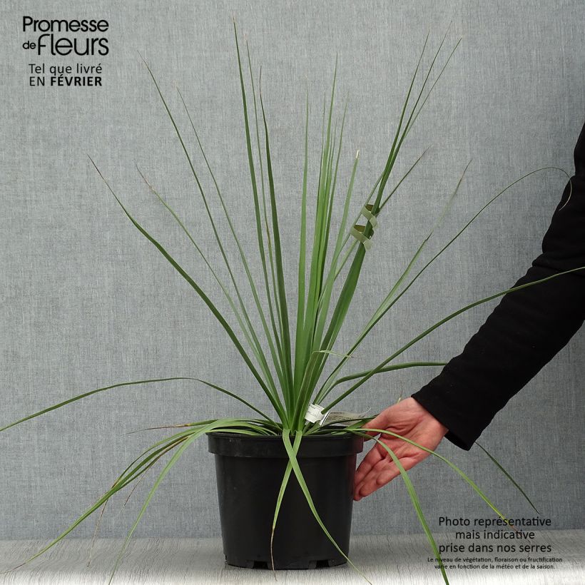 Nolina hibernica La Sibirica Maceta 6L/7L Ejemplar entregado en invierno