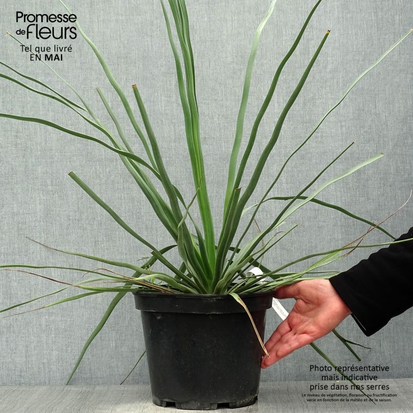 Nolina hibernica La Sibirica Maceta 6L/7L Ejemplar entregado en la primavera