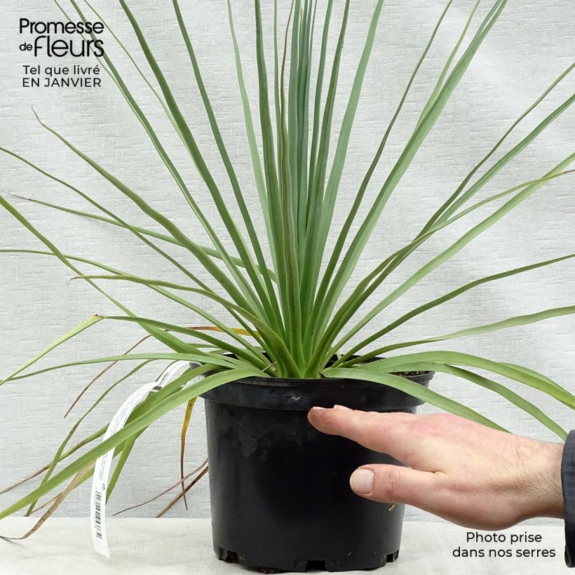 Nolina nelsonii Maceta 3L/4L Ejemplar entregado en invierno