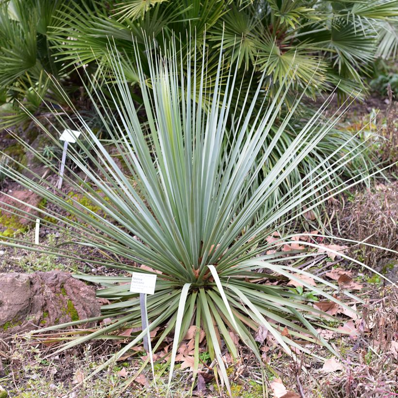 Nolina nelsonii (Porte)