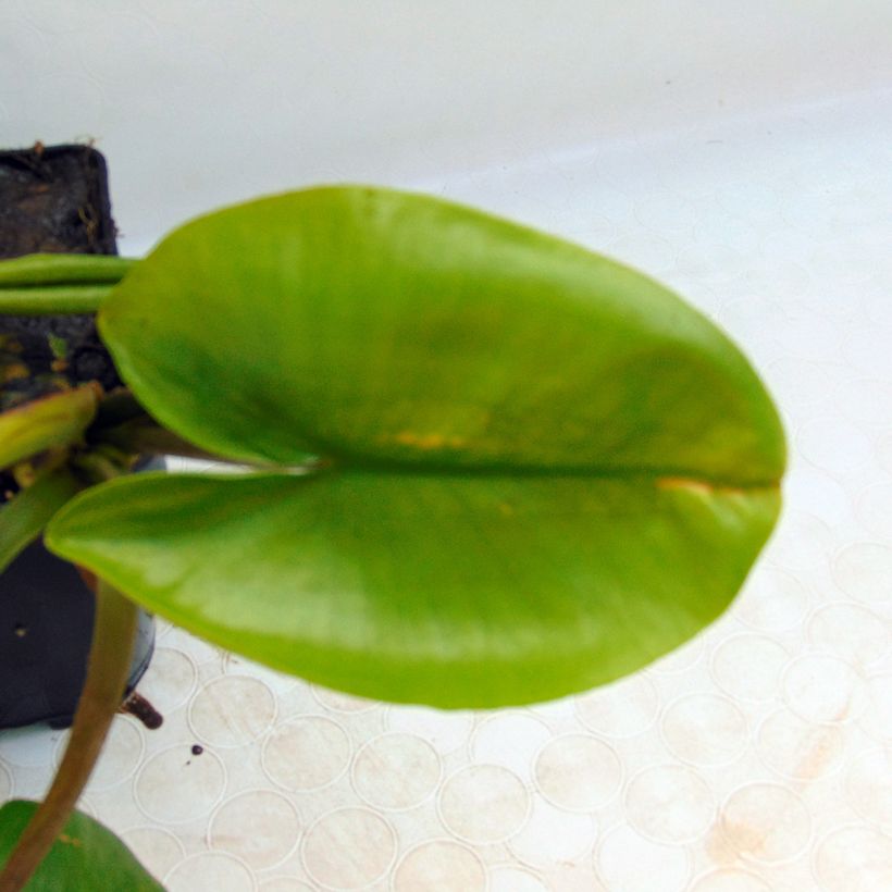 Nuphar lutea - Nenúfar amarillo (Follaje)