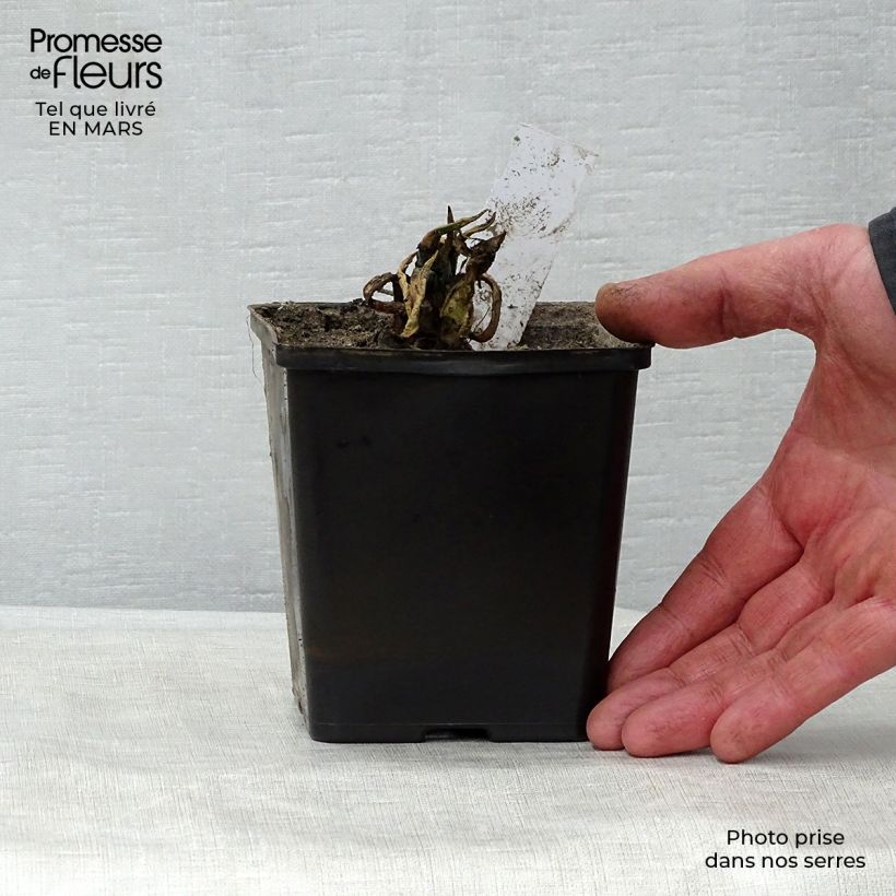 Nuphar lutea - Nenúfar amarillo Maceta de 8/9 cm Ejemplar entregado en la primavera