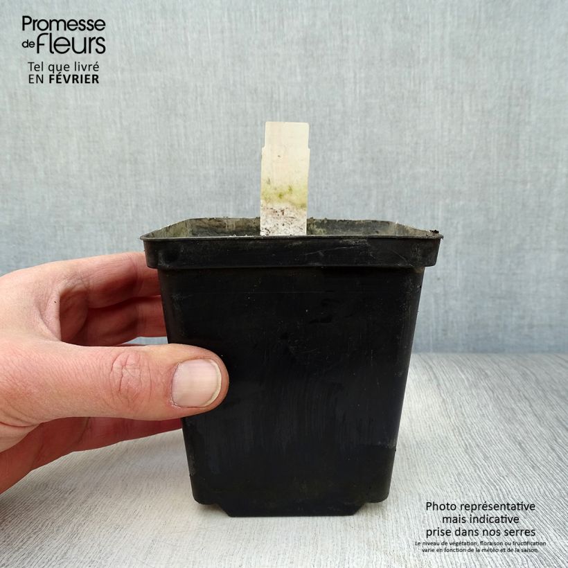 Nuphar lutea - Nenúfar amarillo Maceta de 8/9 cm Ejemplar entregado en invierno